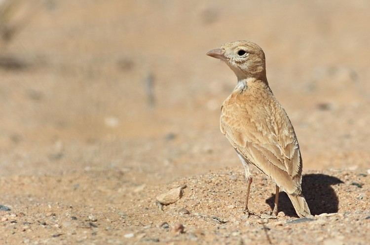 Dunn's lark Dunns Leeuwerik Dunns Lark photo Ruben en Jorrit Vlot photos at