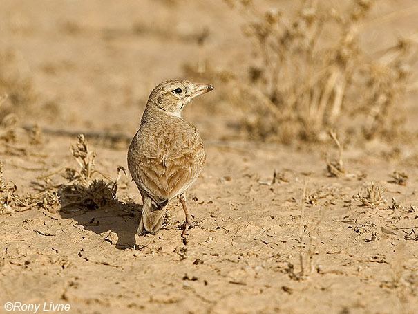 Dunn's lark Birds of Israel Passeriformes Dunn39s Lark