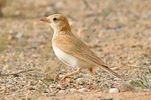 Dunn's lark Dunn39s lark Wikipedia