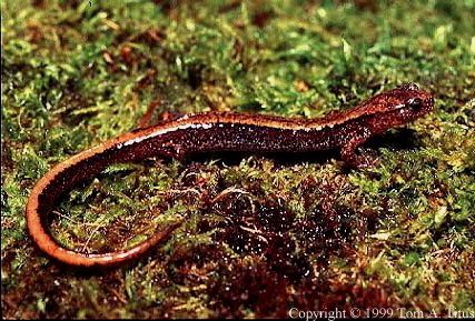 Dunn's salamander Amphibians and Reptiles of Oregon
