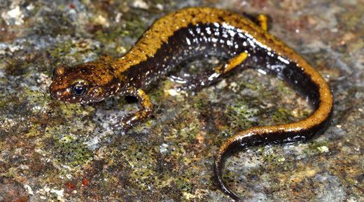 Dunn's salamander Dunns Salamander Willapa US Fish and Wildlife Service