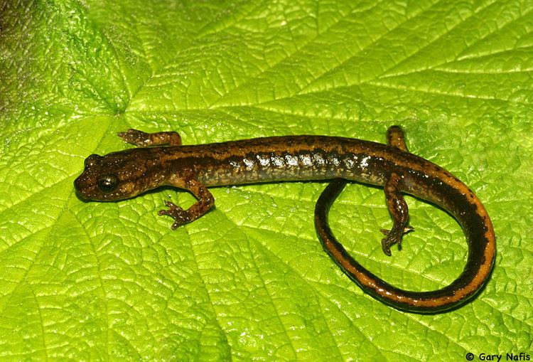 Dunn's salamander Dunn39s Salamander Plethodon dunni