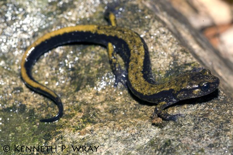 Dunn's salamander Plethodon dunni Dunn39s Salamander A subadult Dunn39s Sala Flickr