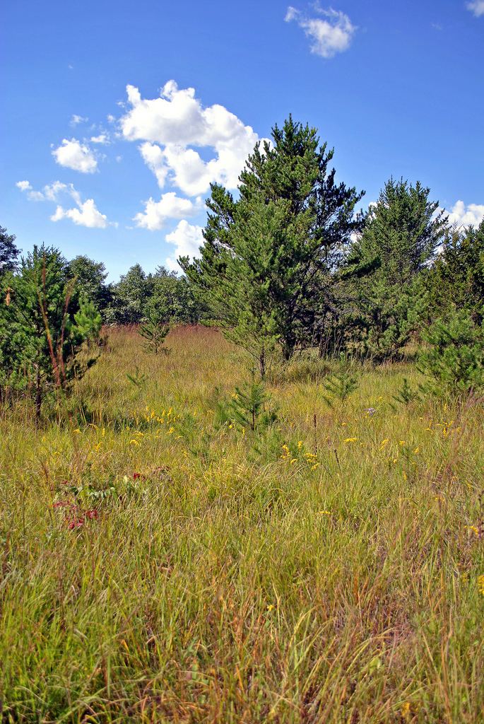 Dunnville Barrens State Natural Area