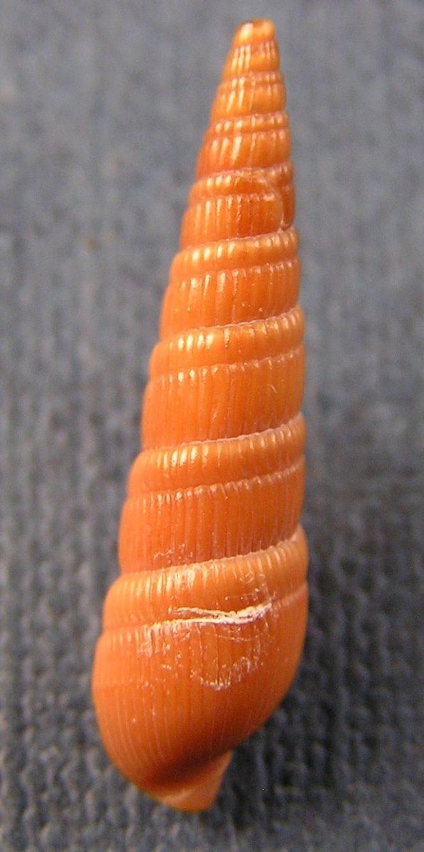 Duplicaria (gastropod)