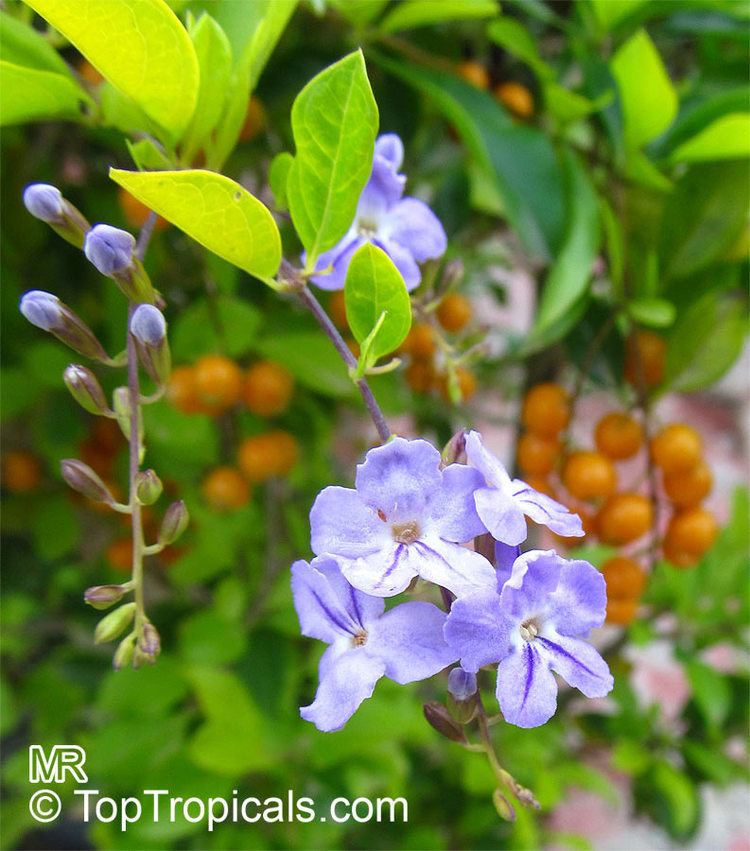 Duranta erecta Duranta erecta Duranta repens Duranta Honey Drops Golden Dewdrop