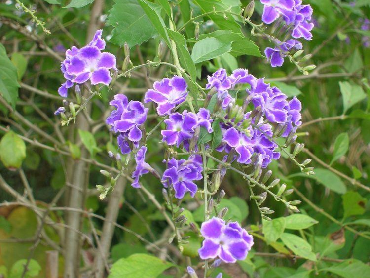 Duranta erecta Golden Dewdrops Duranta erecta fka Duranta repens Richard