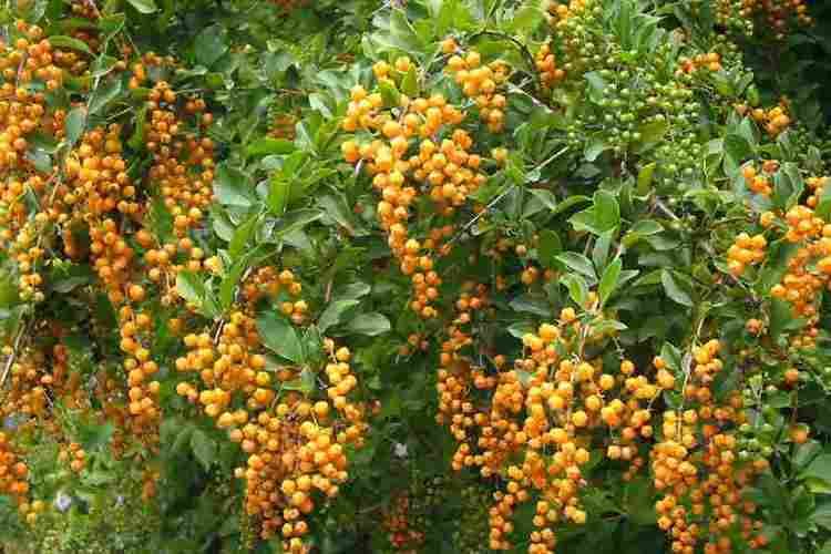 Duranta erecta Duranta erecta