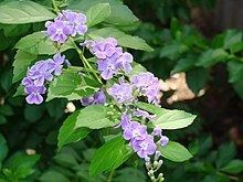 Duranta erecta httpsuploadwikimediaorgwikipediacommonsthu