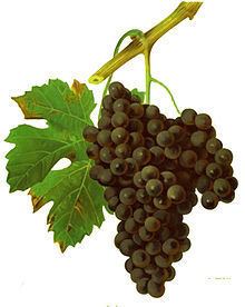 Duras (grape) httpsuploadwikimediaorgwikipediacommonsthu