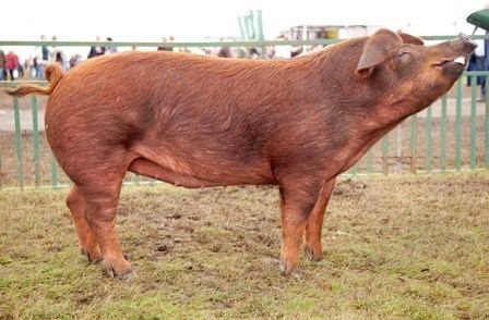 Duroc pig Apparently the Internet likes Duroc pigs country nights city lights