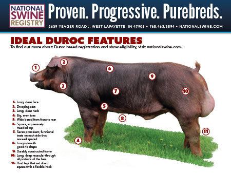 Duroc pig About gt Duroc National Swine Registry