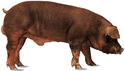 Duroc pig Duroc A Red Pig You Should Know Buedel Meat Up