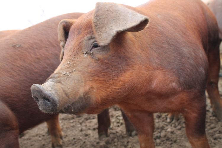 Duroc pig An Intro to Heritage Pork Breeds