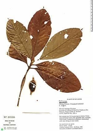 Duroia hirsuta Neotropical Herbarium Specimens