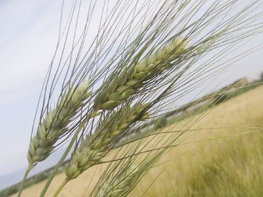 Durum Svevo Triticum durum Desf Durum Wheat Cereals Tasaco Tarm