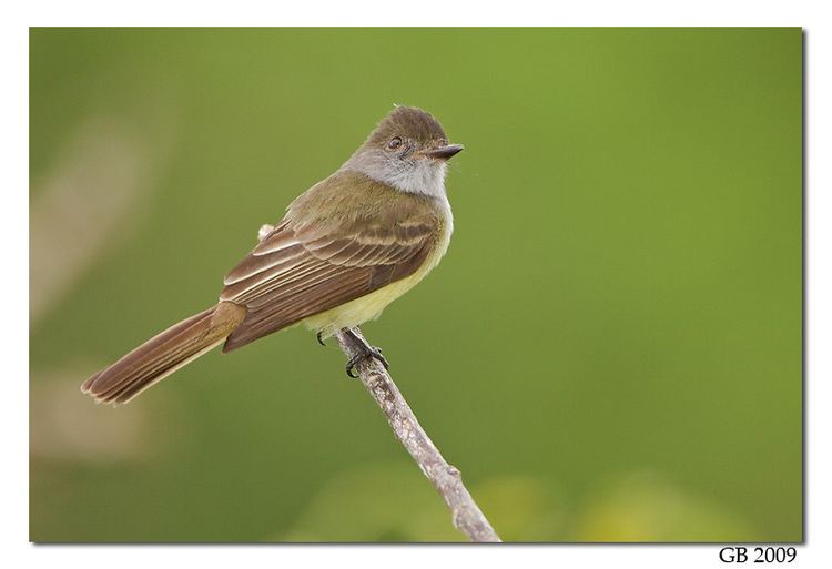 Dusky-capped flycatcher DUSKYCAPPED