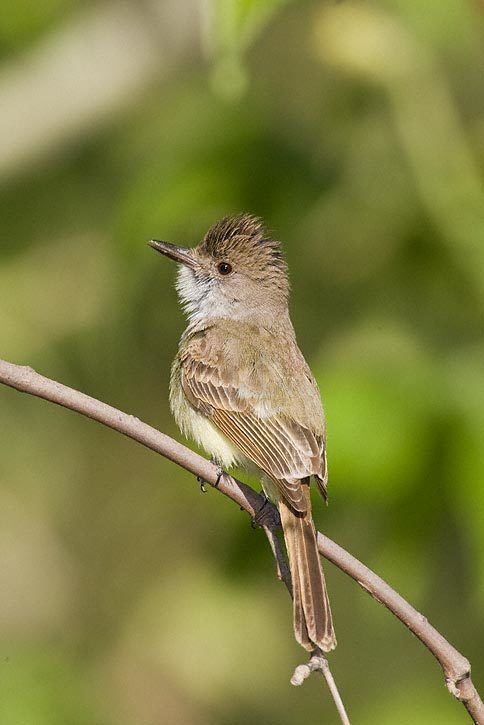 Dusky-capped flycatcher Duskycapped Flycatcher Myiarchus tuberculifer