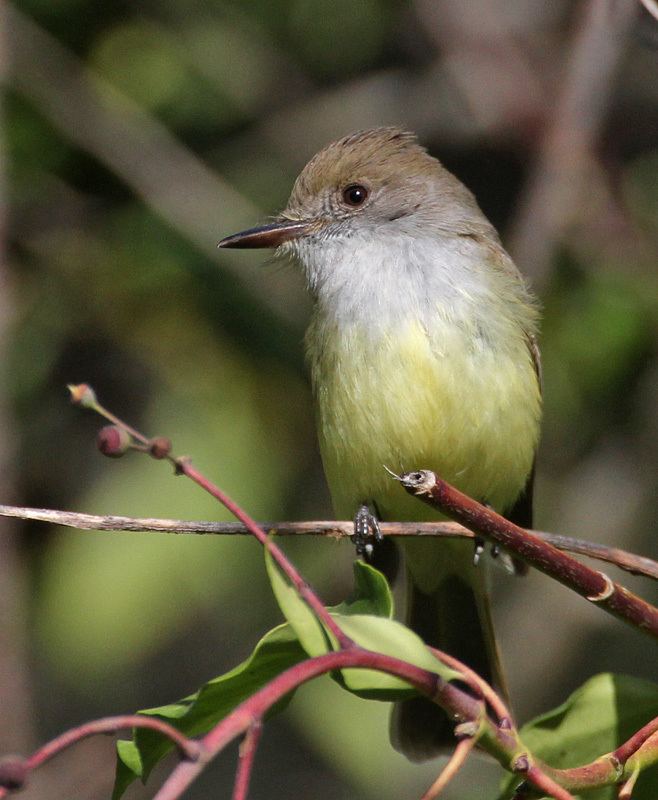 Dusky-capped flycatcher Duskycapped Flycatcher photo Glen Tepke photos at pbasecom