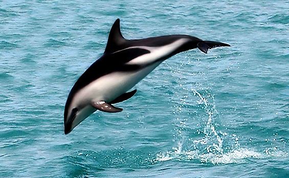 Dusky dolphin Dusky dolphin Wikipedia