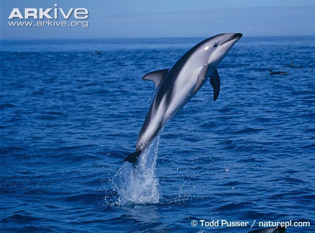 Dusky dolphin Dusky dolphin videos photos and facts Lagenorhynchus obscurus