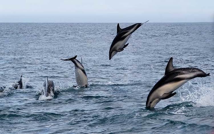 Dusky dolphin Dusky Dolphin Dolphin Facts and Information