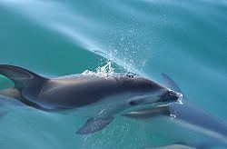 Dusky dolphin httpsuploadwikimediaorgwikipediacommonsthu