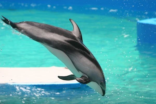 Dusky dolphin Dusky Dolphin Lagenorhynchus Obscurus Dolphin Facts and Information