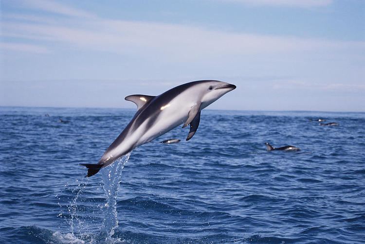 Dusky dolphin Dusky Dolphin photos