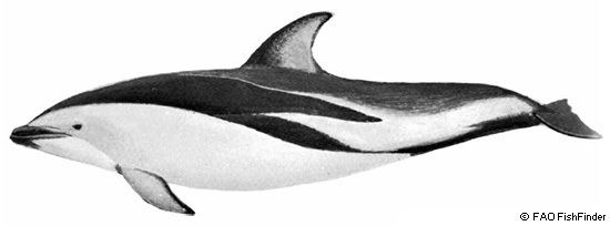 Dusky dolphin Dusky Dolphins Lagenorhynchus obscurus MarineBioorg