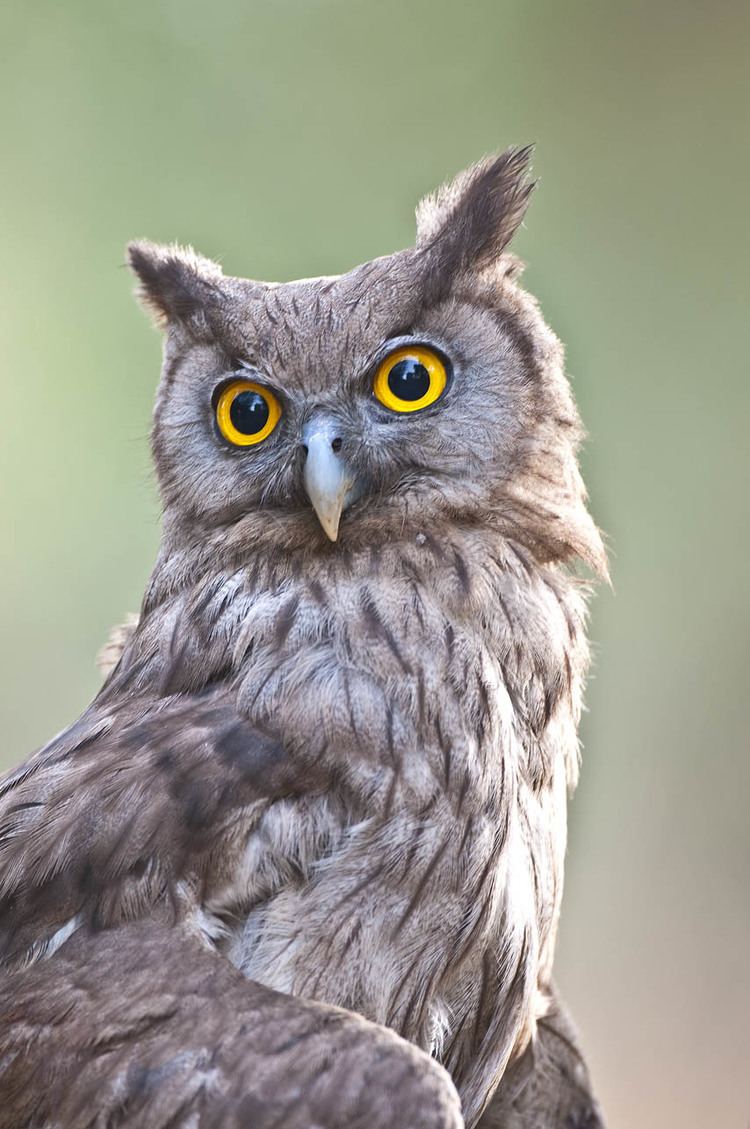 Dusky eagle-owl DUSKY EAGLE OWL