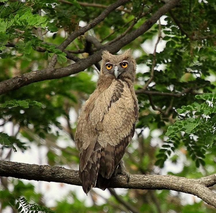 Dusky eagle-owl Dusky Eagleowl Bubo coromandus videos photos and sound