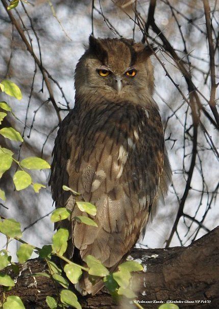 Dusky eagle-owl Oriental Bird Club Image Database Dusky Eagle Owl Bubo coromandus