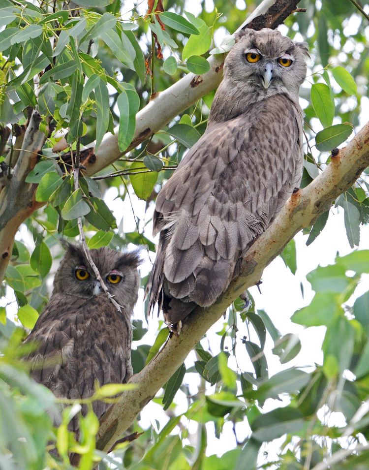 Dusky eagle-owl FileDusky Eagle Owl 7870700022jpg Wikimedia Commons