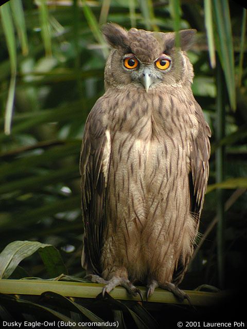 Dusky eagle-owl wwwowlpagescomowlsspeciesimagesduskyeagleo