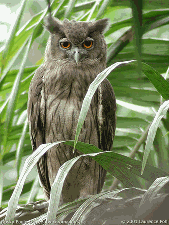 Dusky eagle-owl Dusky EagleOwl Bubo coromandus Planet of Birds