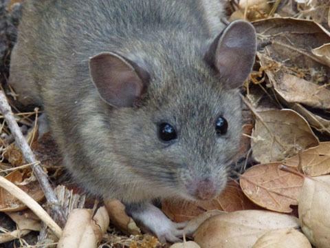 Dusky-footed woodrat nathistocbiouciedumammalsRodentiaNeotoma20m