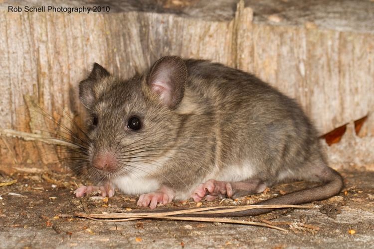 Dusky-footed woodrat Neotoma fuscipes Duskyfooted woodrat