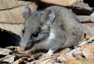 Dusky-footed woodrat Santa Cruz SPCA Dusky Footed Woodrat