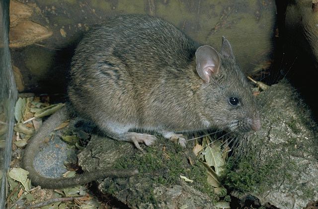 Dusky-footed woodrat Neotoma fuscipes Duskyfooted Woodrat Discover Life mobile