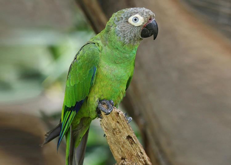 Dusky-headed parakeet httpssmediacacheak0pinimgcomoriginals60