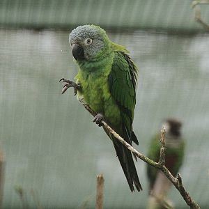 Dusky-headed parakeet Duskyheaded parakeet Wikipedia