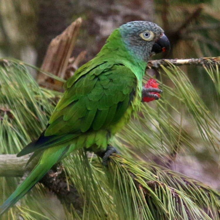 Dusky-headed parakeet Duskyheaded Conure