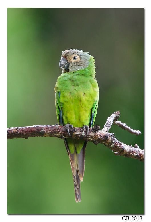 Dusky-headed parakeet DUSKYHEADED