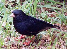Dusky indigobird httpsuploadwikimediaorgwikipediacommonsthu