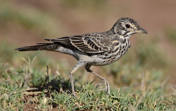 Dusky lark Dusky lark pinarocorys nigricans Ian White Flickr