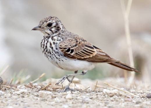 Dusky lark The Red Himba Lady and the Dusky Lark Birding Ecotours