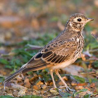 Dusky lark Pinarocorys nigricans Dusky lark