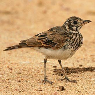 Dusky lark wwwbiodiversityexplorerorgbirdsalaudidaeimage