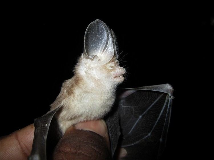 Dusky leaf-nosed bat wwwindianaturewatchnetimagesalbumphoto797727